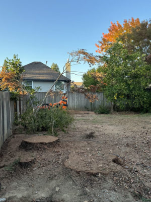 tree removal folsom