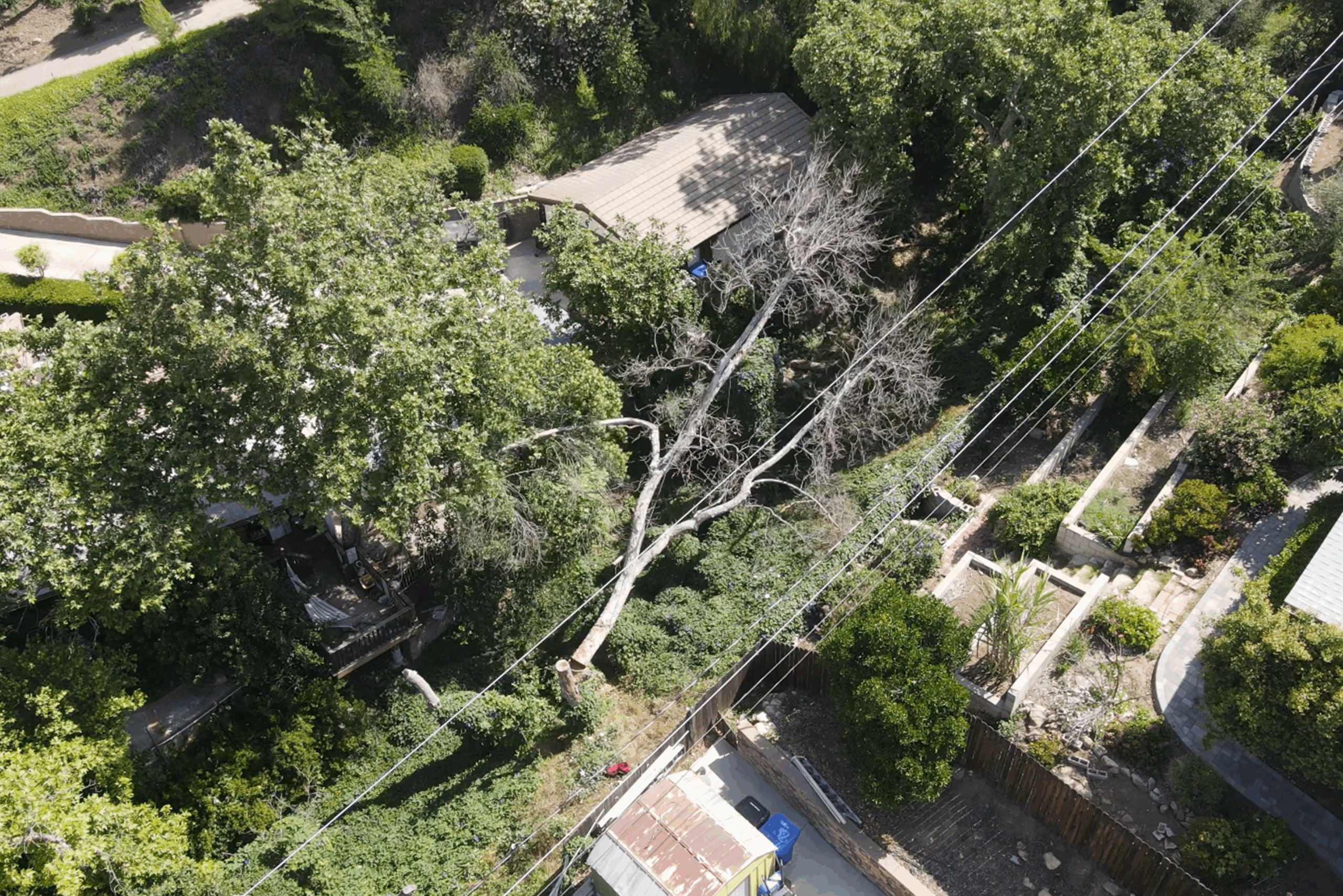 Tree Prunning wide Tree Prunning wide